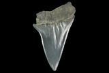 Fossil Mako Shark Tooth - South Carolina #128756-1
